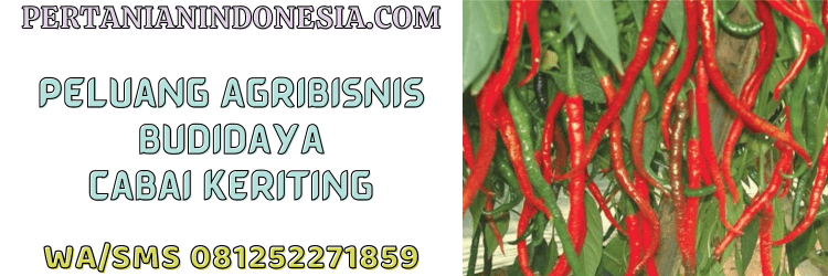 peluang,agrobisnis,agribisnis,budidaya,cabai keriting